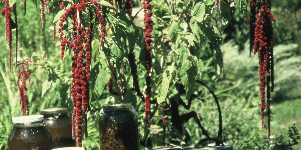 Herbal Teachings | The Science and Art of Herbalism