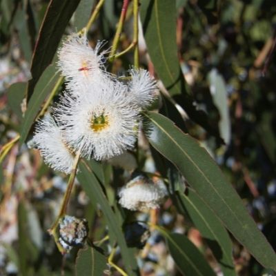 Eucalyptus small square plant profile
