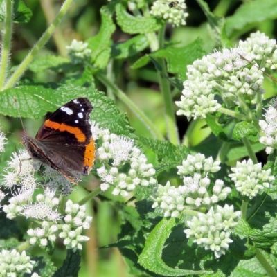 Herbal Recommendations for Influenza and Viral Illness in the Event of a Pandemic 26 boneset small square plant profile