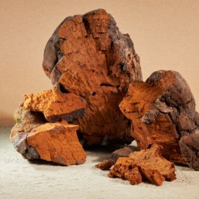 Herbal Recommendations for Influenza and Viral Illness in the Event of a Pandemic 18 chaga small square plant profile