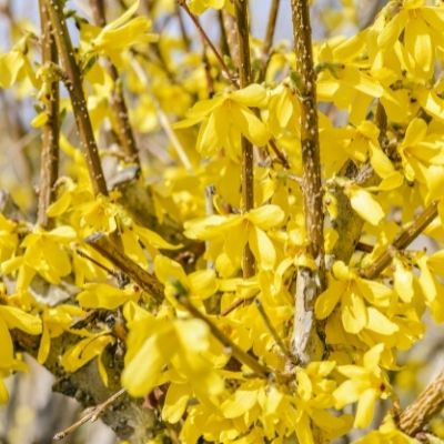 Herbal Recommendations for Influenza and Viral Illness in the Event of a Pandemic 9 forsythia small square plant profile