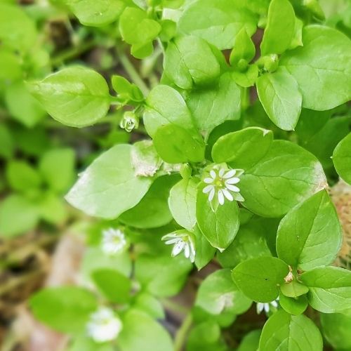 The Science & Art of Herbalism Online Course (one year access) 5 Lesson 5 Chickweed