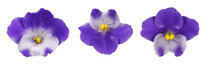 Violets Trio