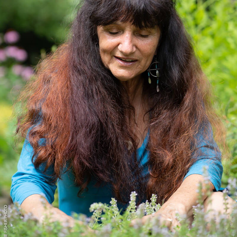 Rosemary in herbs
